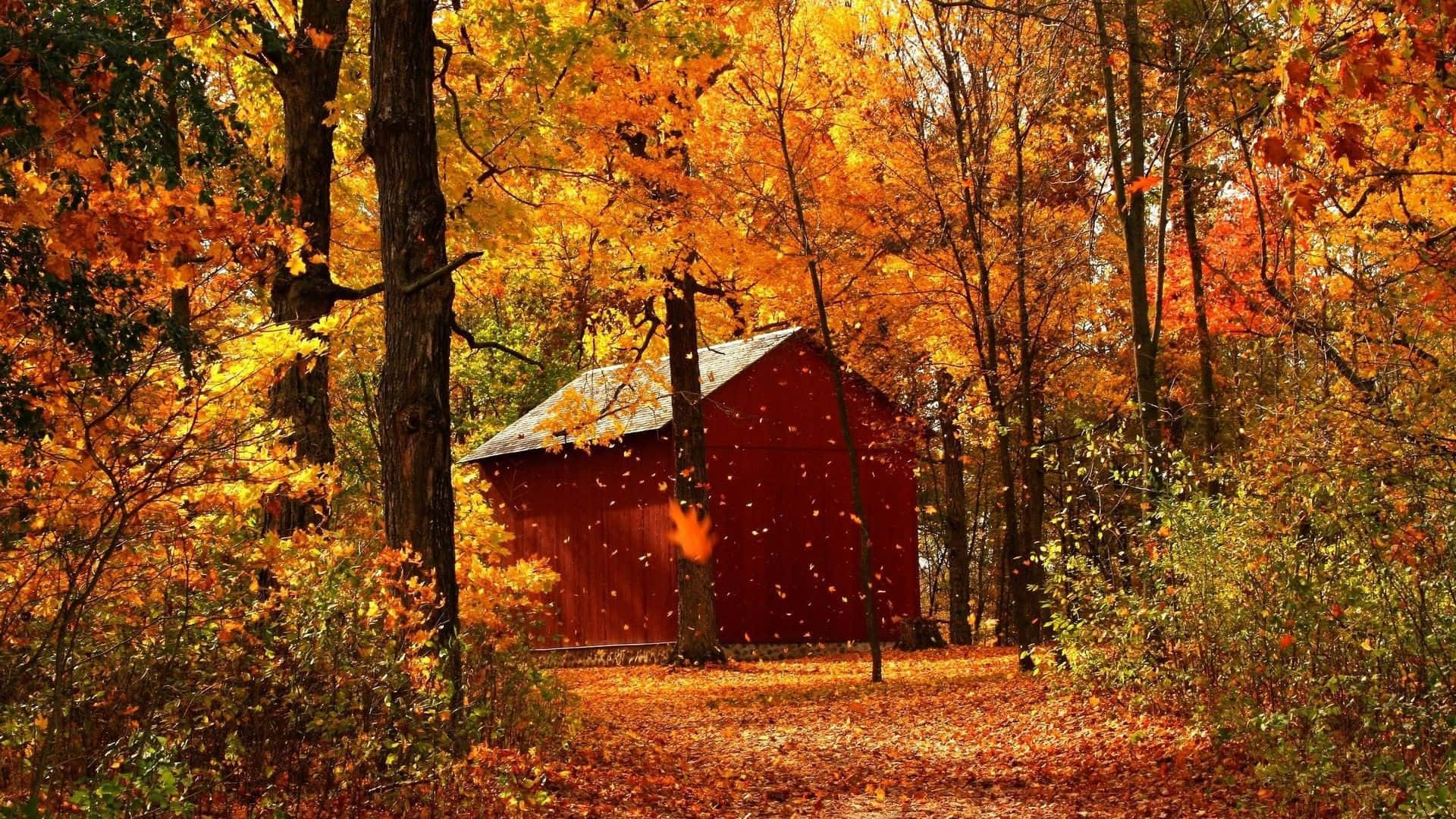 Best Autumn 桌布 壁紙 — 在溫暖陽光下，一座紅色木棚坐落在金色秋葉的森林中。