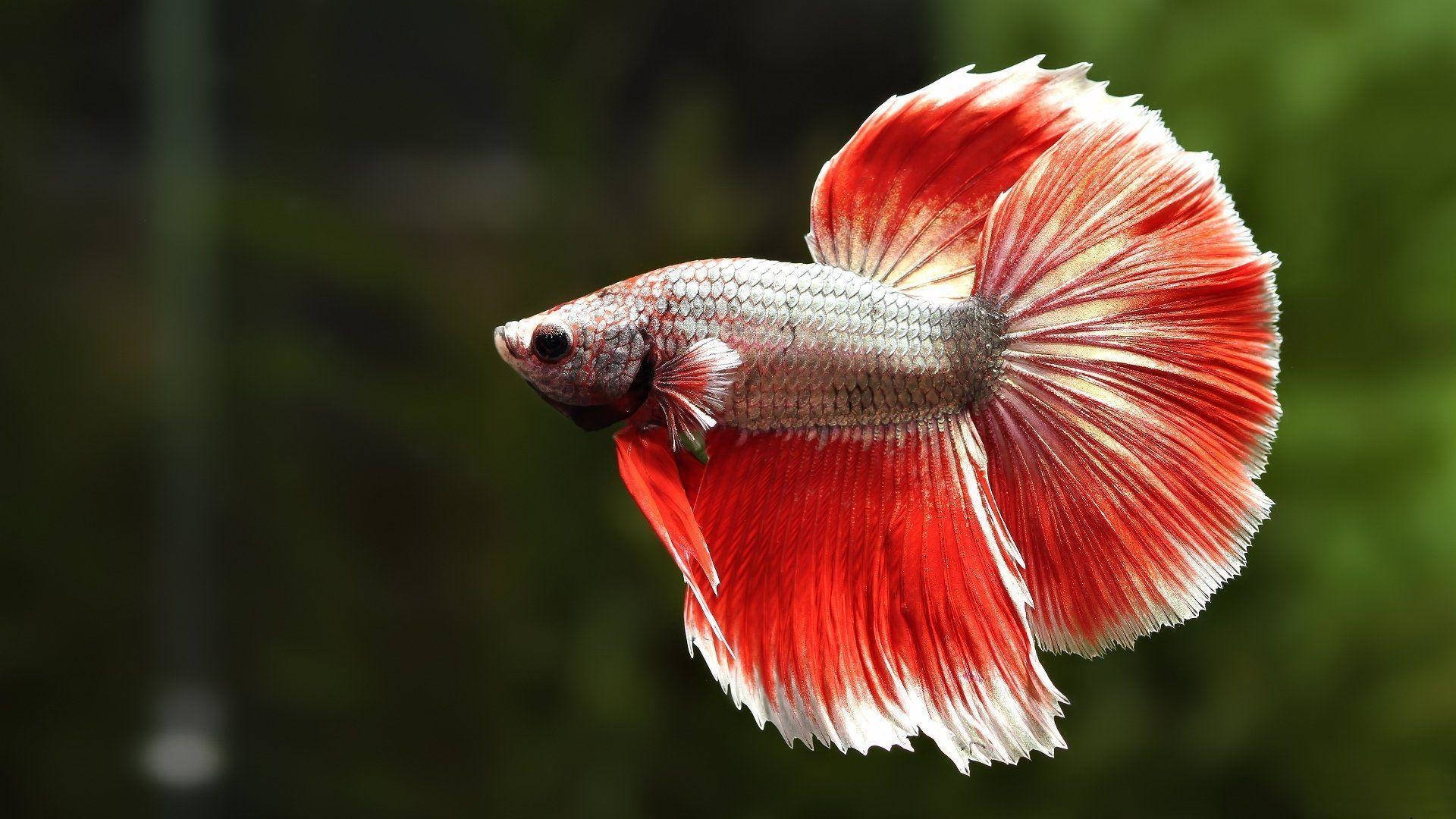 一條紅白鬥魚在水中游動，魚鰭飄逸。