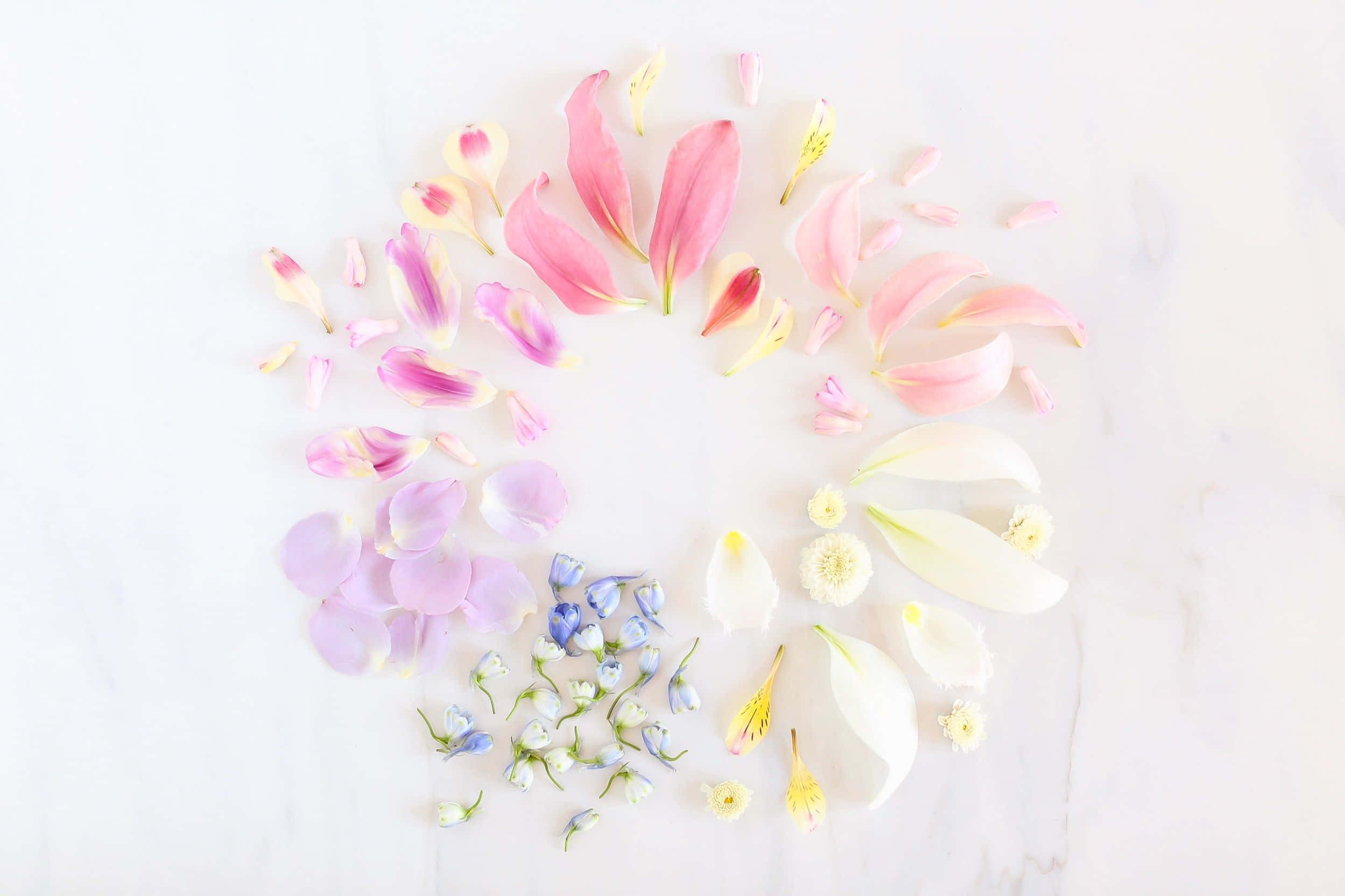 Spring Pastel 桌布 壁紙 — 在潔白的大理石表面上，排列著粉紅、紫色和白色花瓣的精緻螺旋。