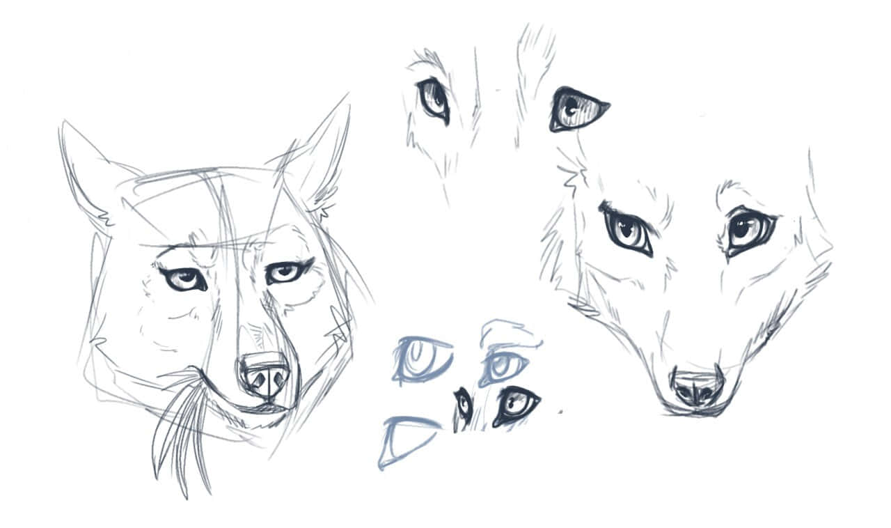 Wolf Eyes 桌布 壁紙 — 在白紙上以不同細節程度繪製的狼頭和狼眼素描。