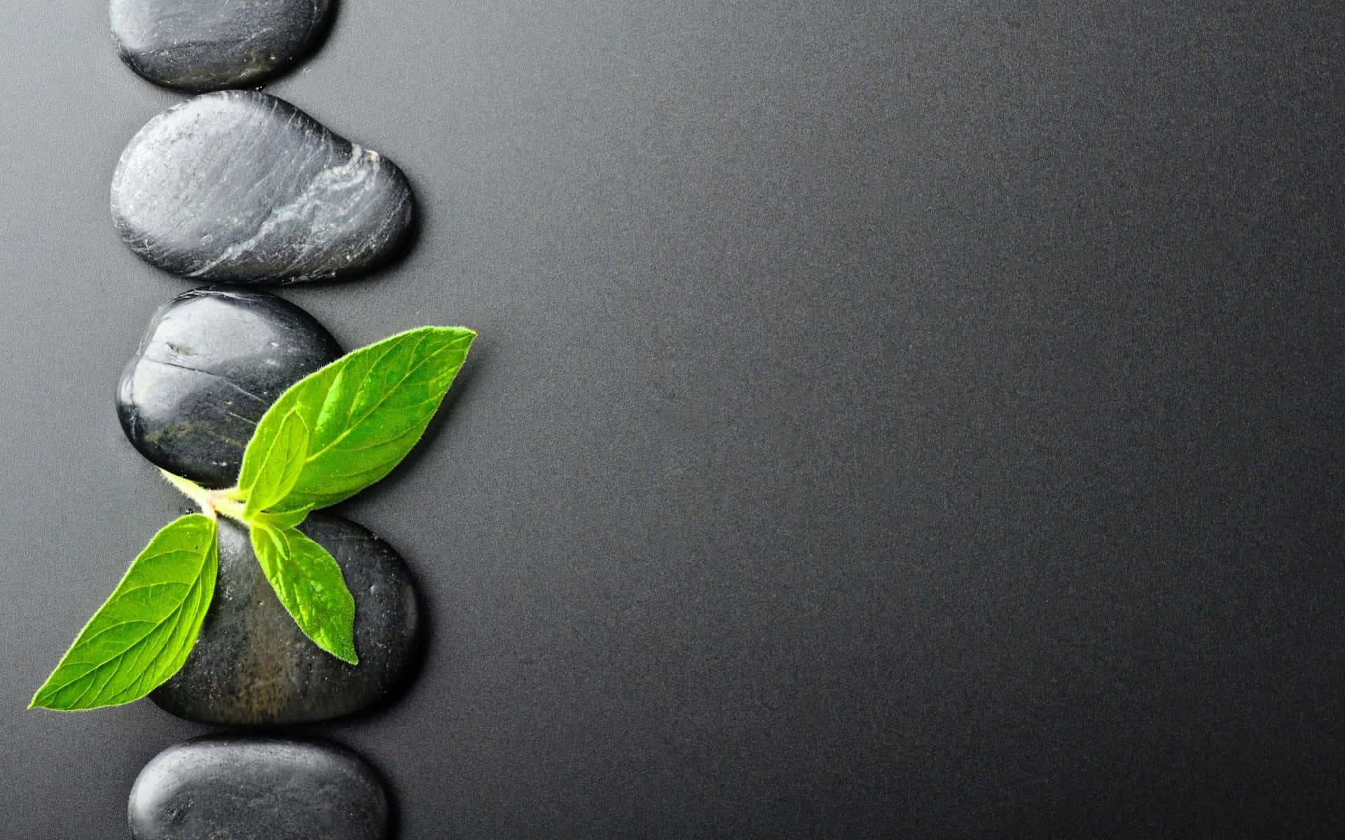 光滑的黑色石頭垂直排列，新鮮的綠色薄荷葉在它們之間生長。