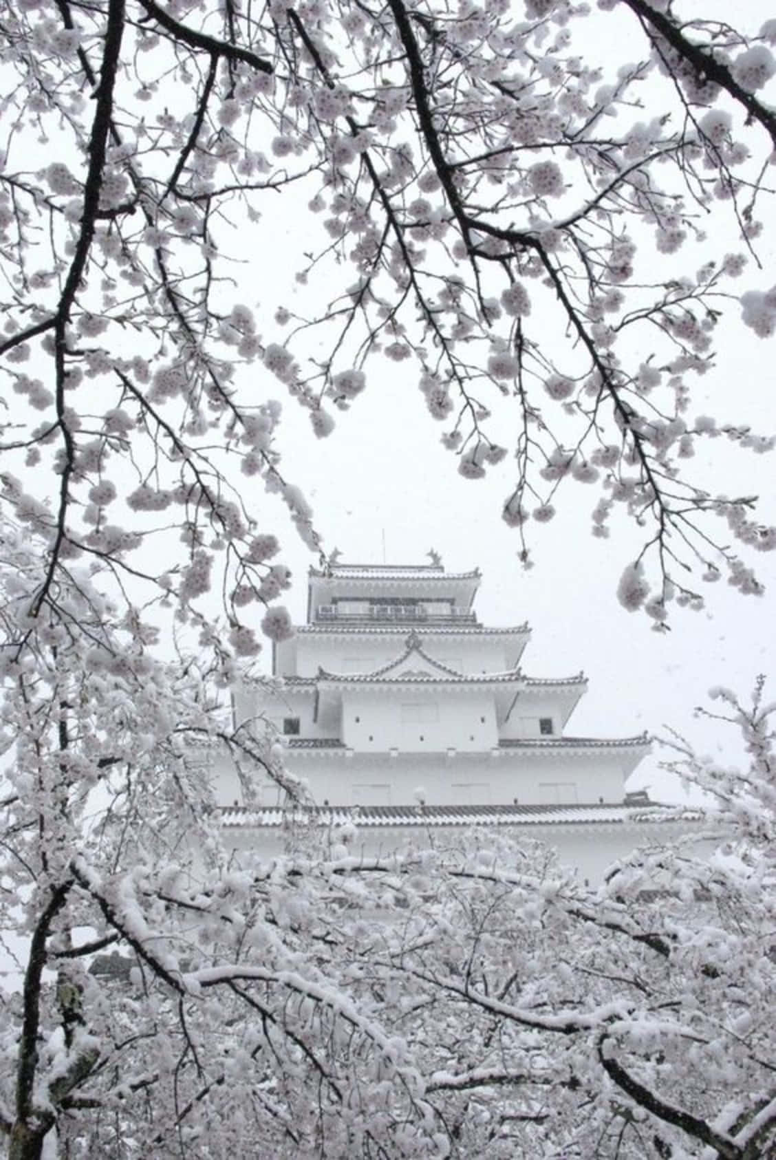在簡約中發現美 壁紙 — 白雪覆蓋櫻花枝條，在蒼白的冬日天空下襯托出一座寧靜的白色日本城堡。