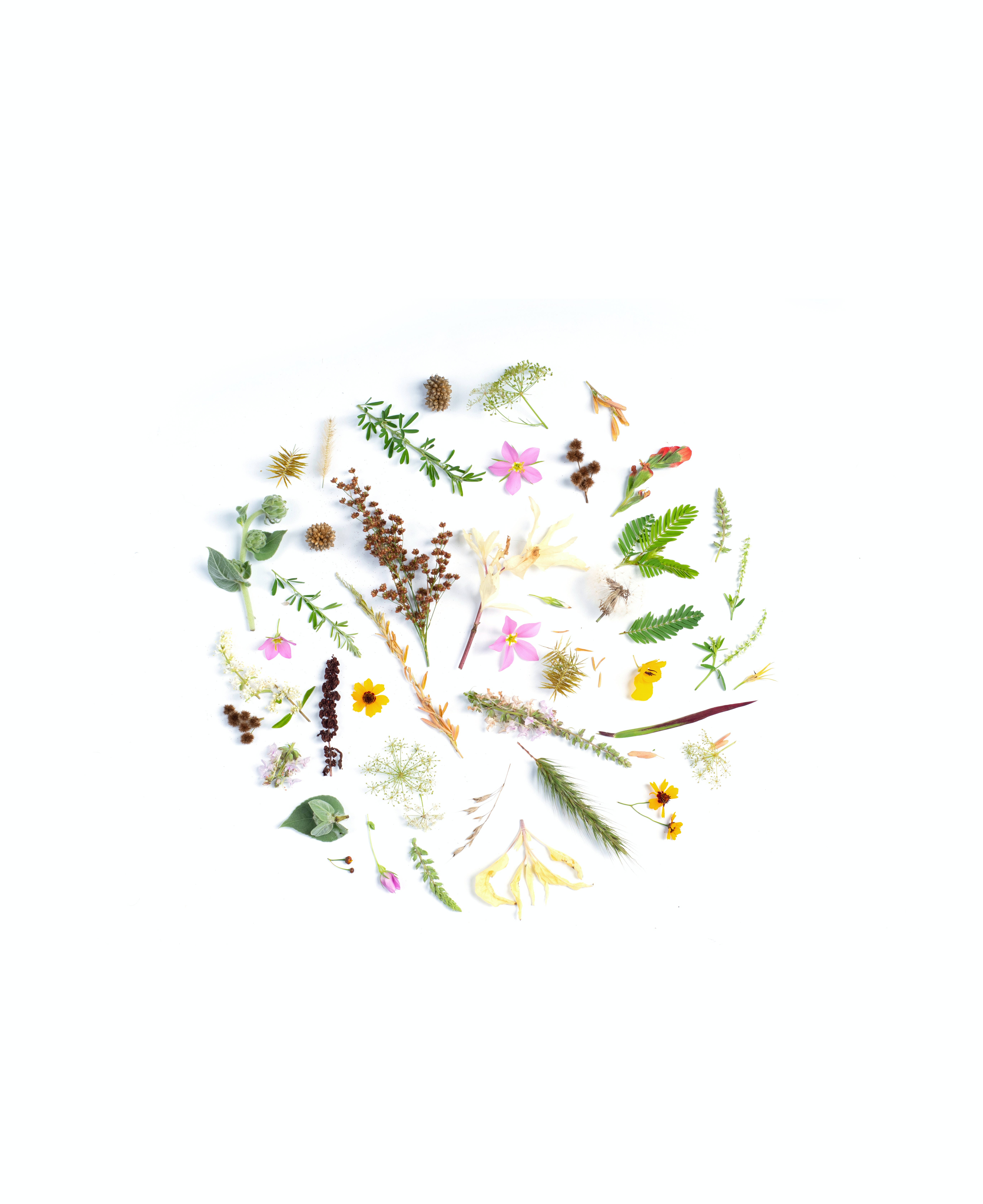 Flowers Aesthetic 桌布 壁紙 — 在純白背景上，以各種乾花和綠色植物精緻地排列成圓形。