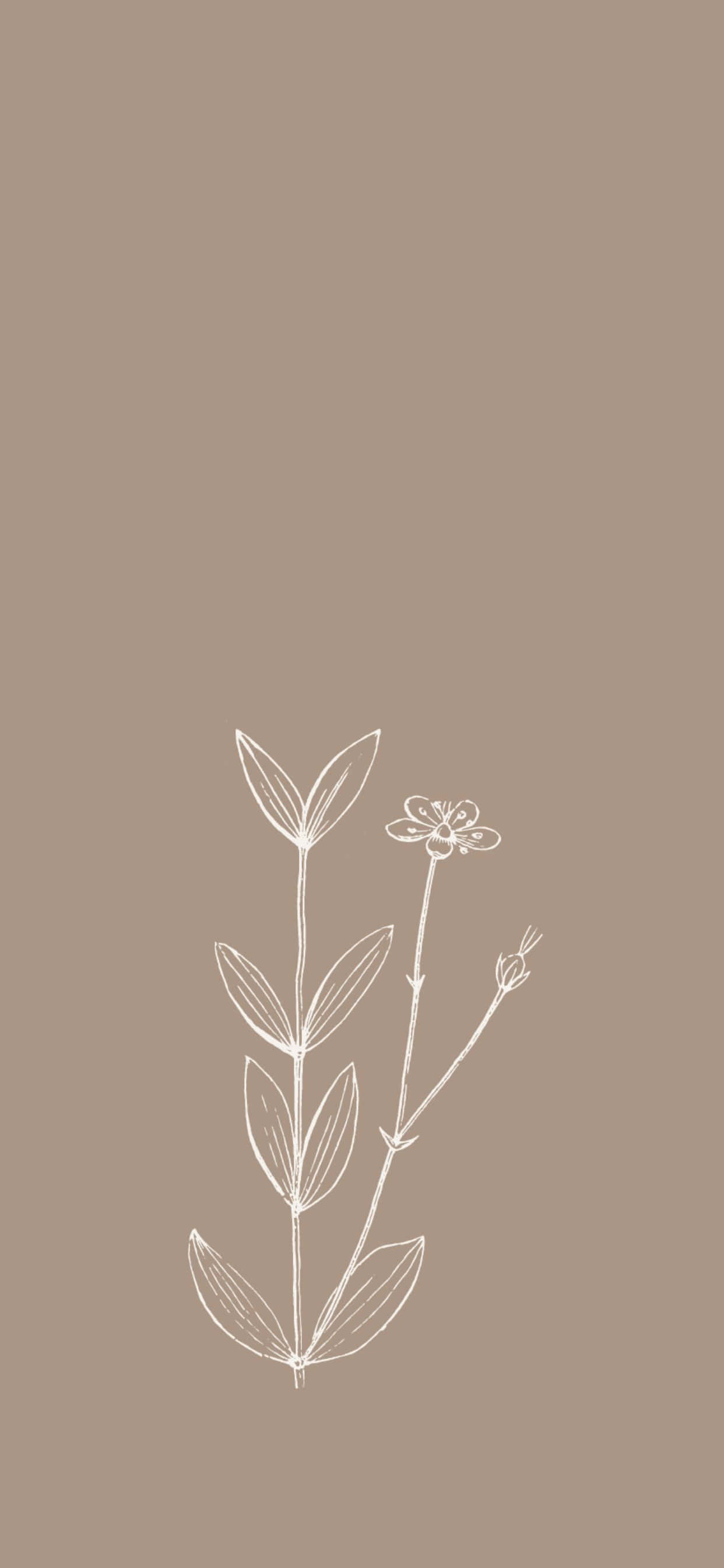 Pretty Phone 桌布 壁紙 — 在純色灰褐色背景上，一幅極簡白色線條畫，描繪了一株帶有葉子和一朵小花的精緻植物。