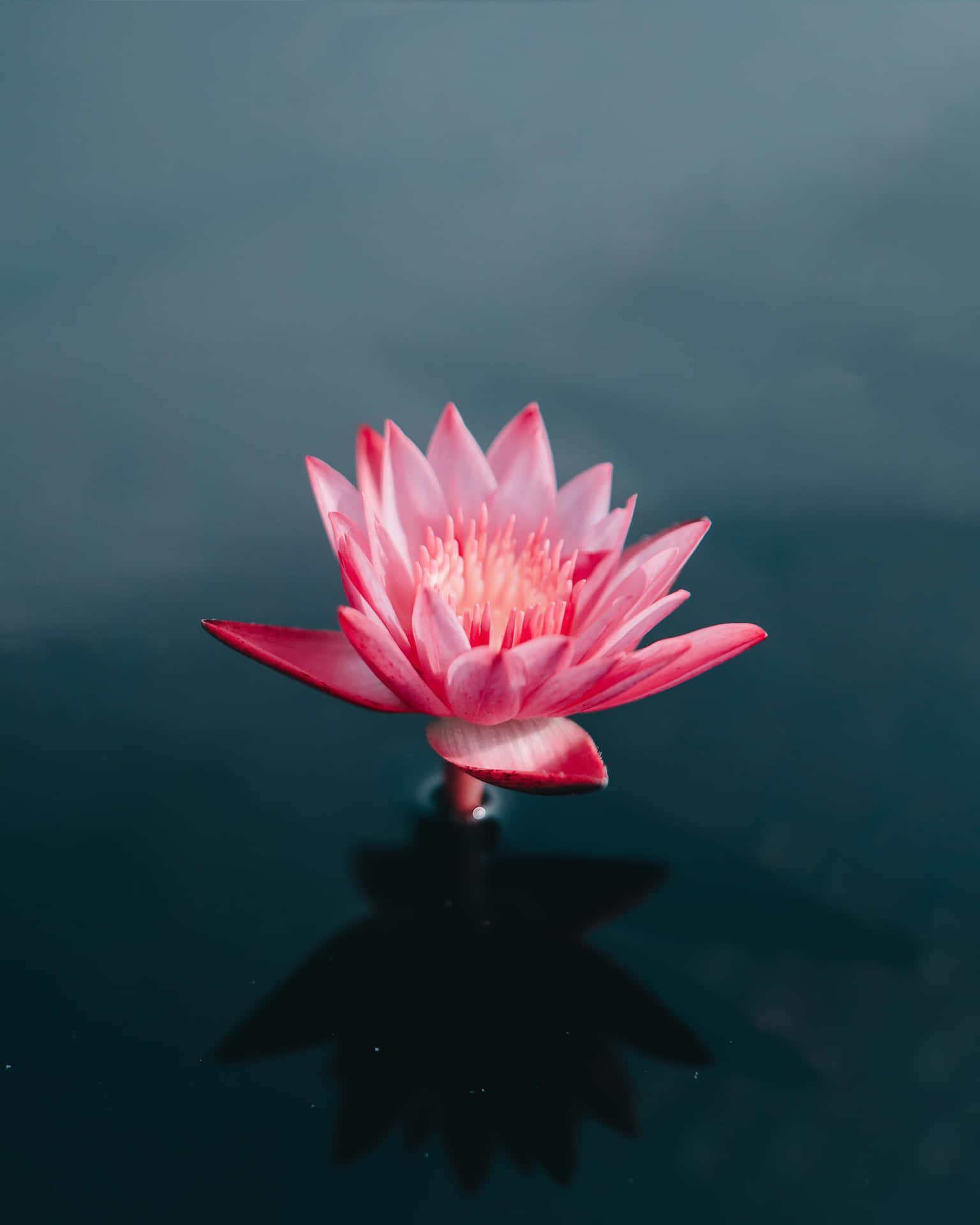 一朵粉紅色睡蓮漂浮在深色水面上，倒影清晰可見。