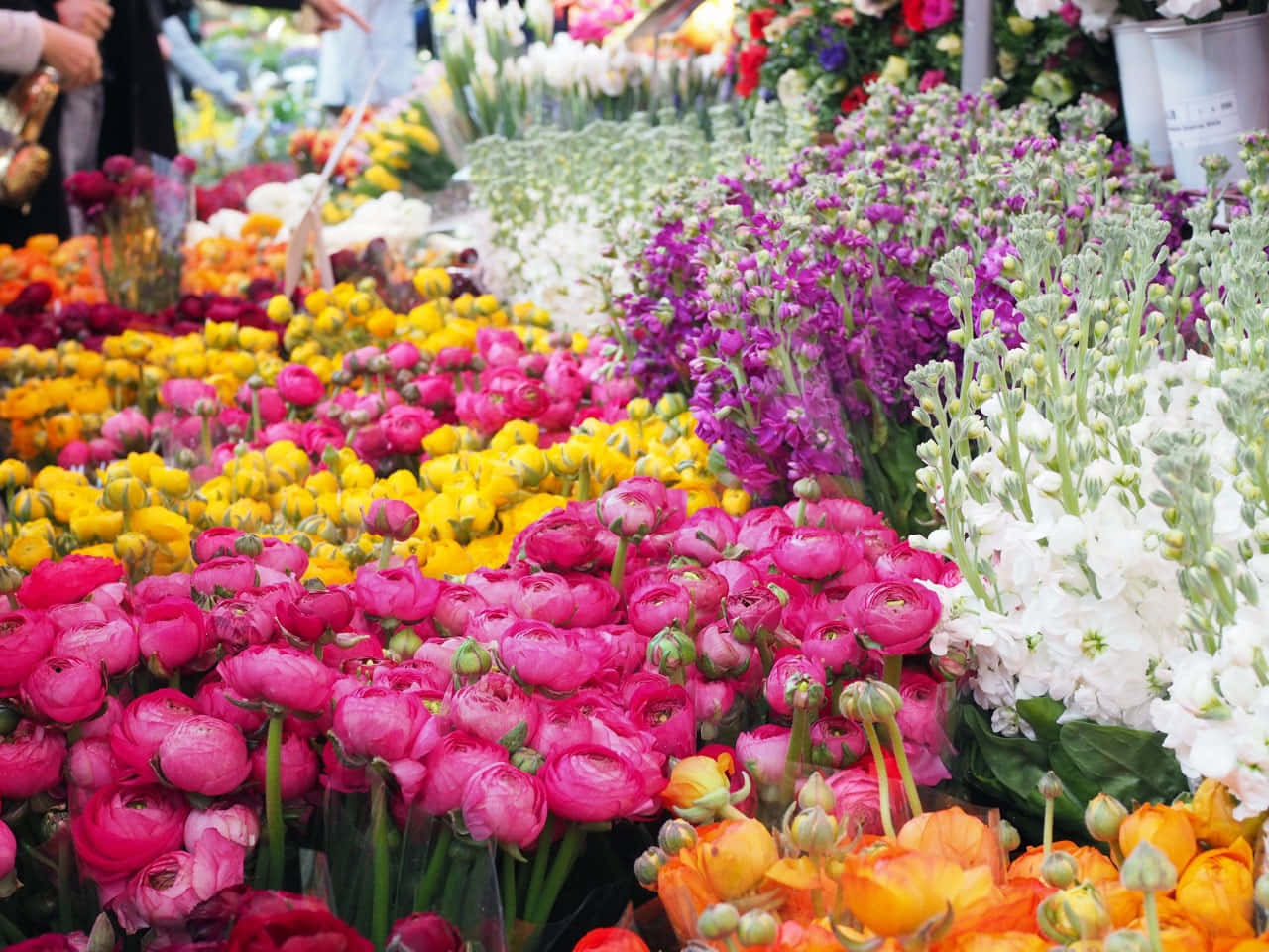 Flower Market 桌布 壁紙 — 在繁忙的市場攤位上，排列著充滿活力的粉紅色、黃色、紫色和白色花朵的行列。