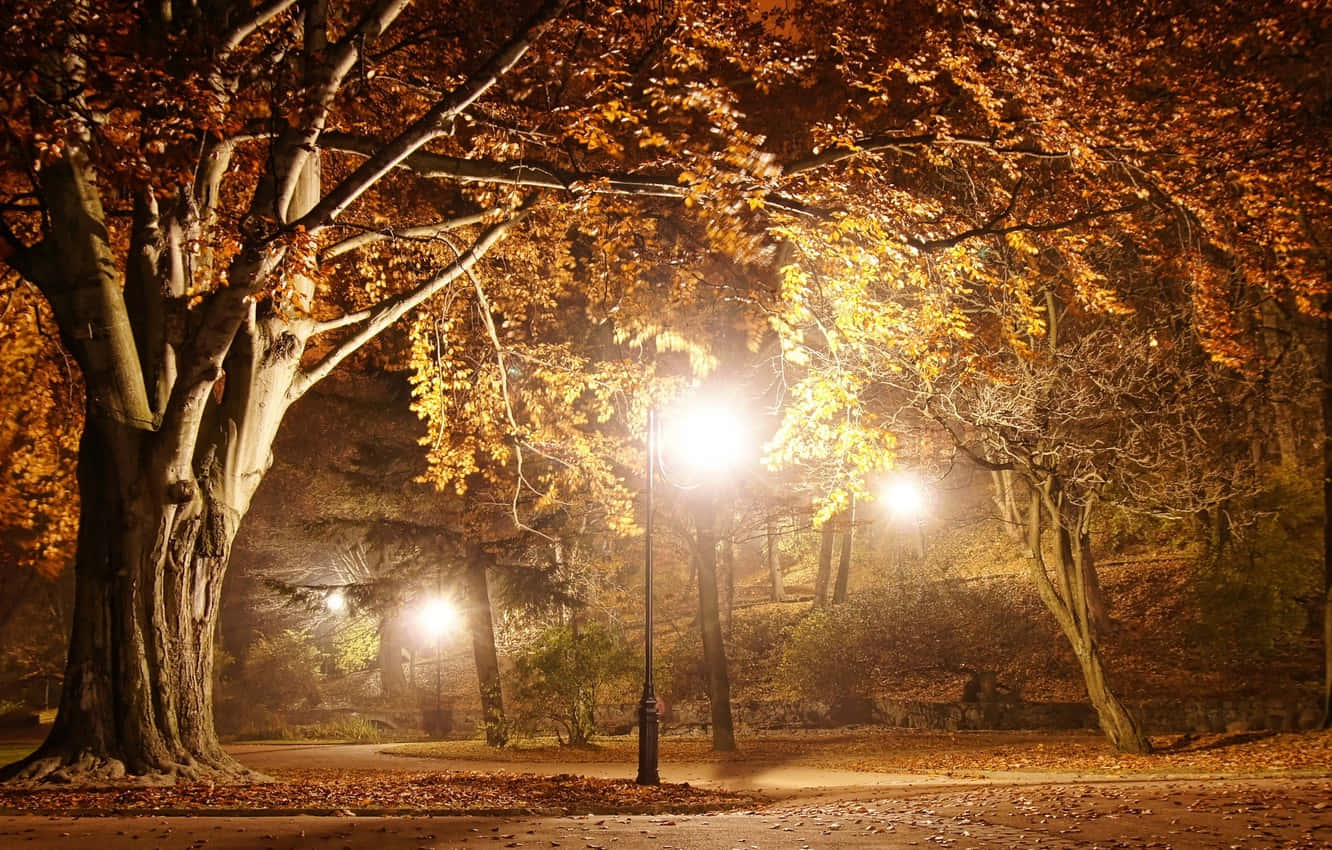 金黃色的秋葉在霧夜公園的街燈下閃耀。