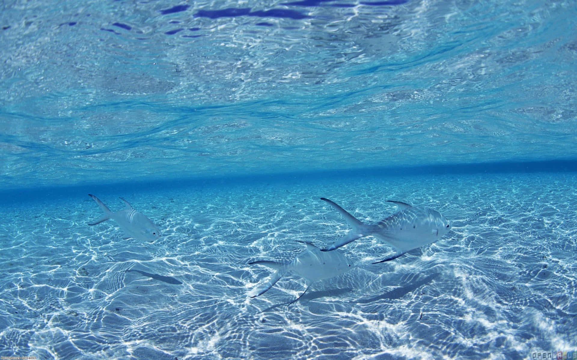 銀色魚兒在沙質海底上方的清澈藍色熱帶海水中游泳。