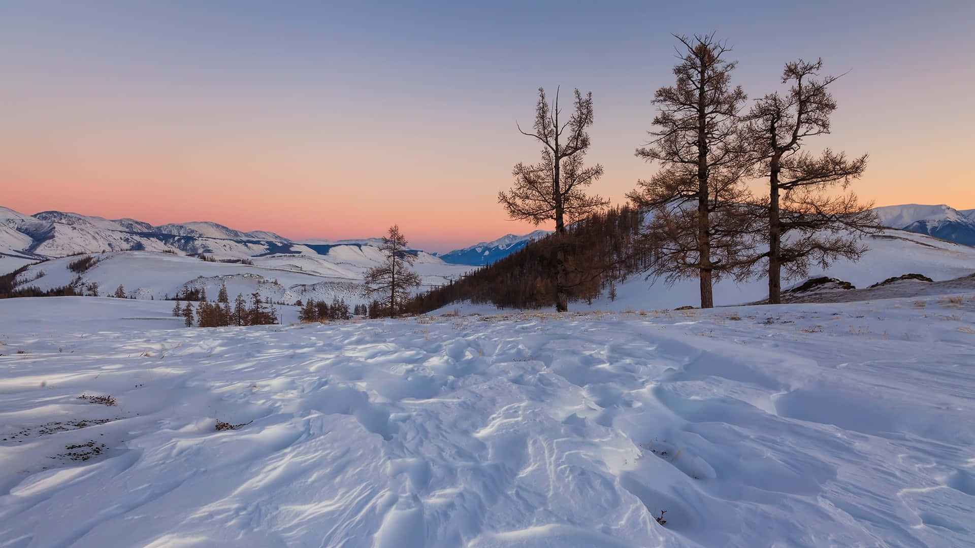 在美麗的雪山中享受午休時光 壁紙 — 白雪覆蓋連綿起伏的山丘，在柔和粉紅與藍色的暮色天空下，光禿的樹木在遠山襯托下呈現剪影。