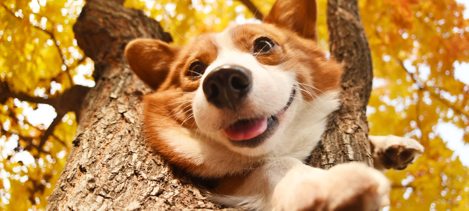 一隻快樂的哥基犬在秋葉中從樹幹探出頭來。