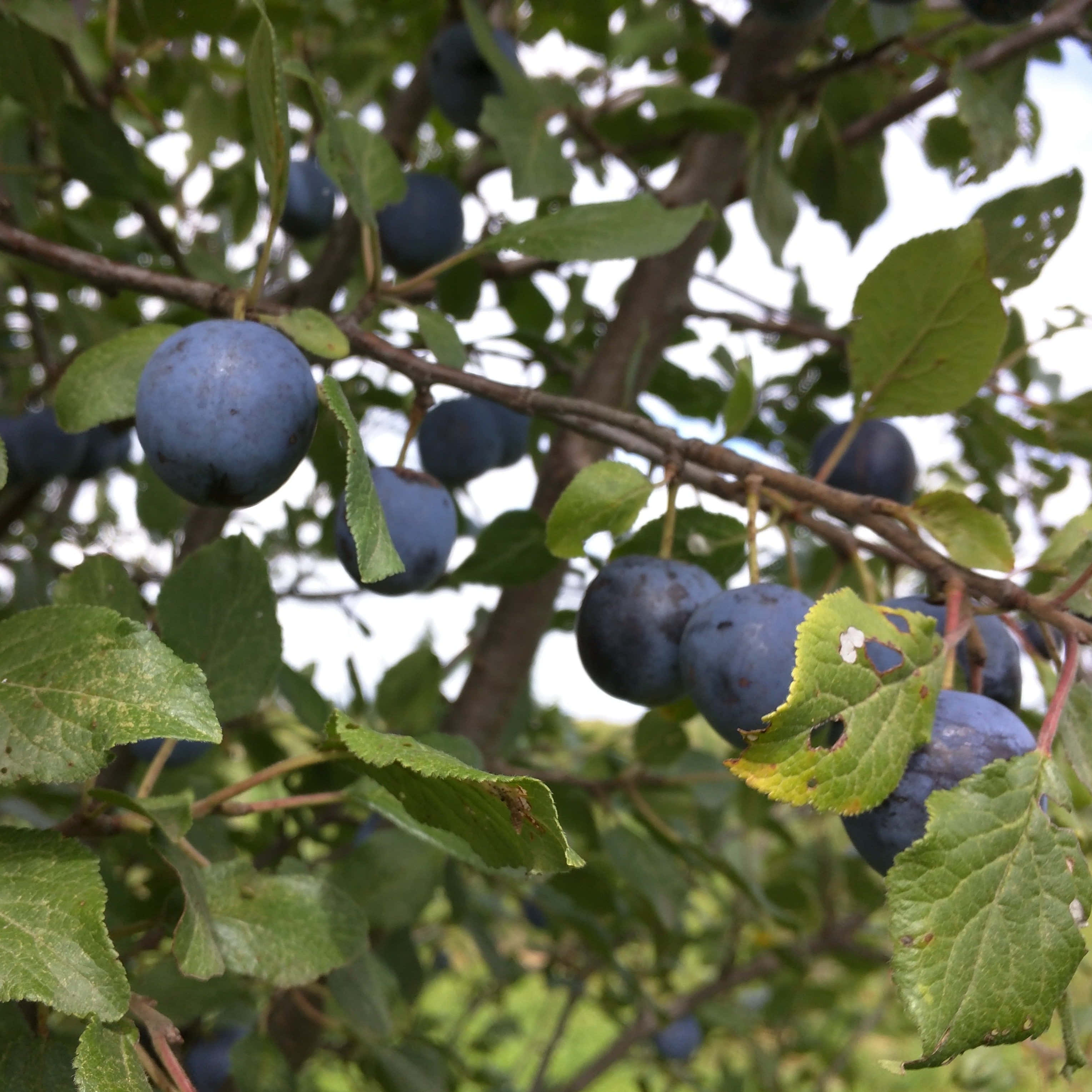 在翠綠叢中閃耀的 Damson 梅子 壁紙 — 成熟的深藍色李子沉甸甸地掛在樹枝上，周圍是茂密的綠葉，在明亮的日光下。