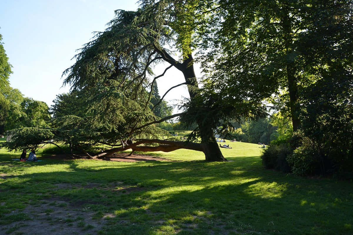 公園裡一棵大樹，人們在樹蔭下的草地上放鬆。