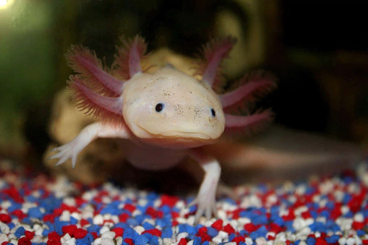水族箱中色彩繽紛嘅碎石上，一隻蒼白嘅蠑螈帶有粉紅色鰓。