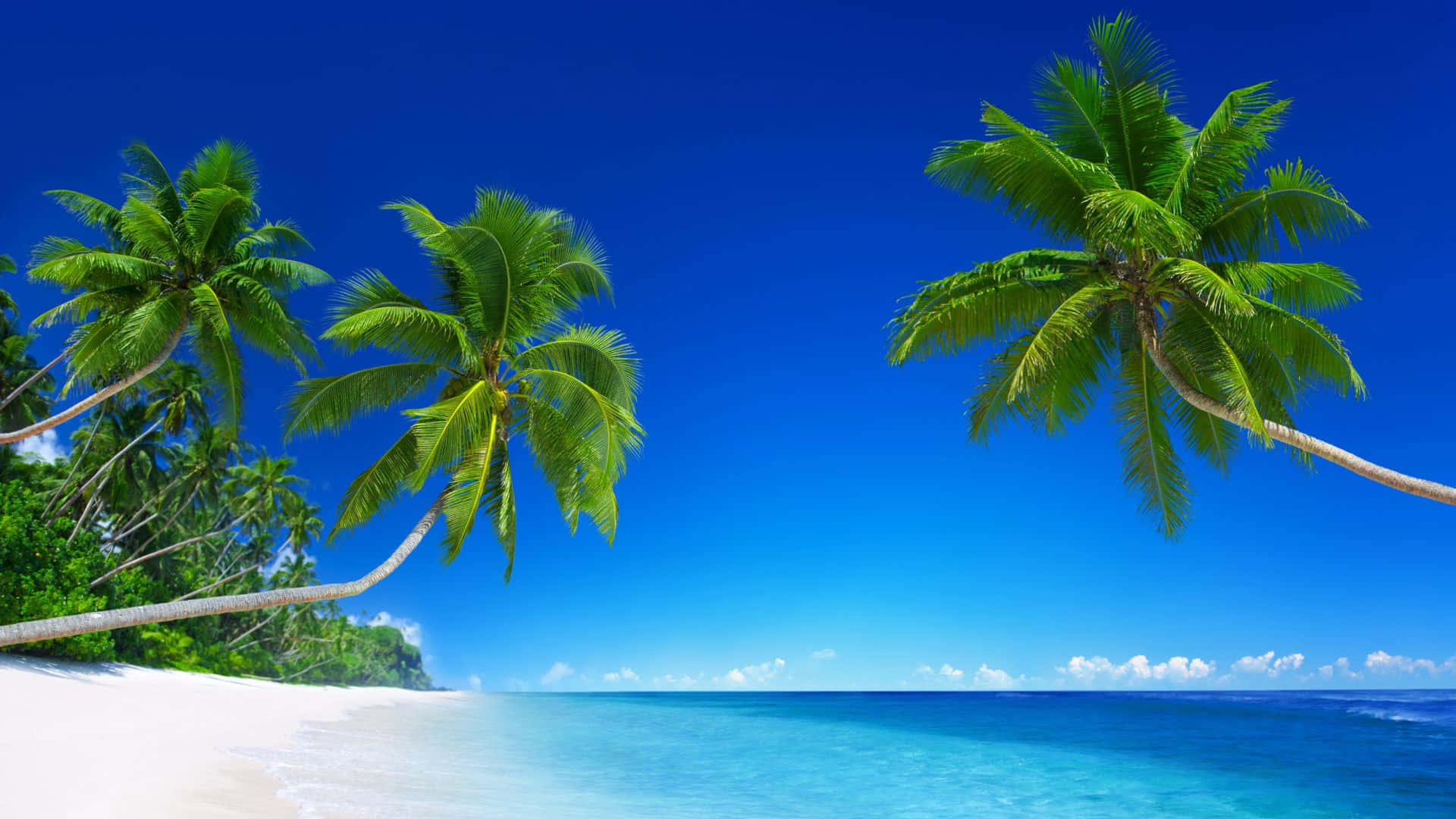 白色沙灘上有棕櫚樹和碧綠的海洋，上方是清澈的藍天。