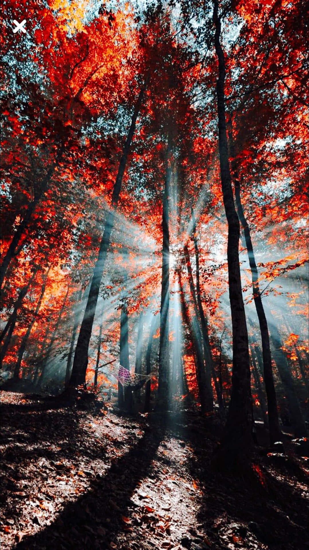 陽光穿過霧氣森林中的紅色秋樹。