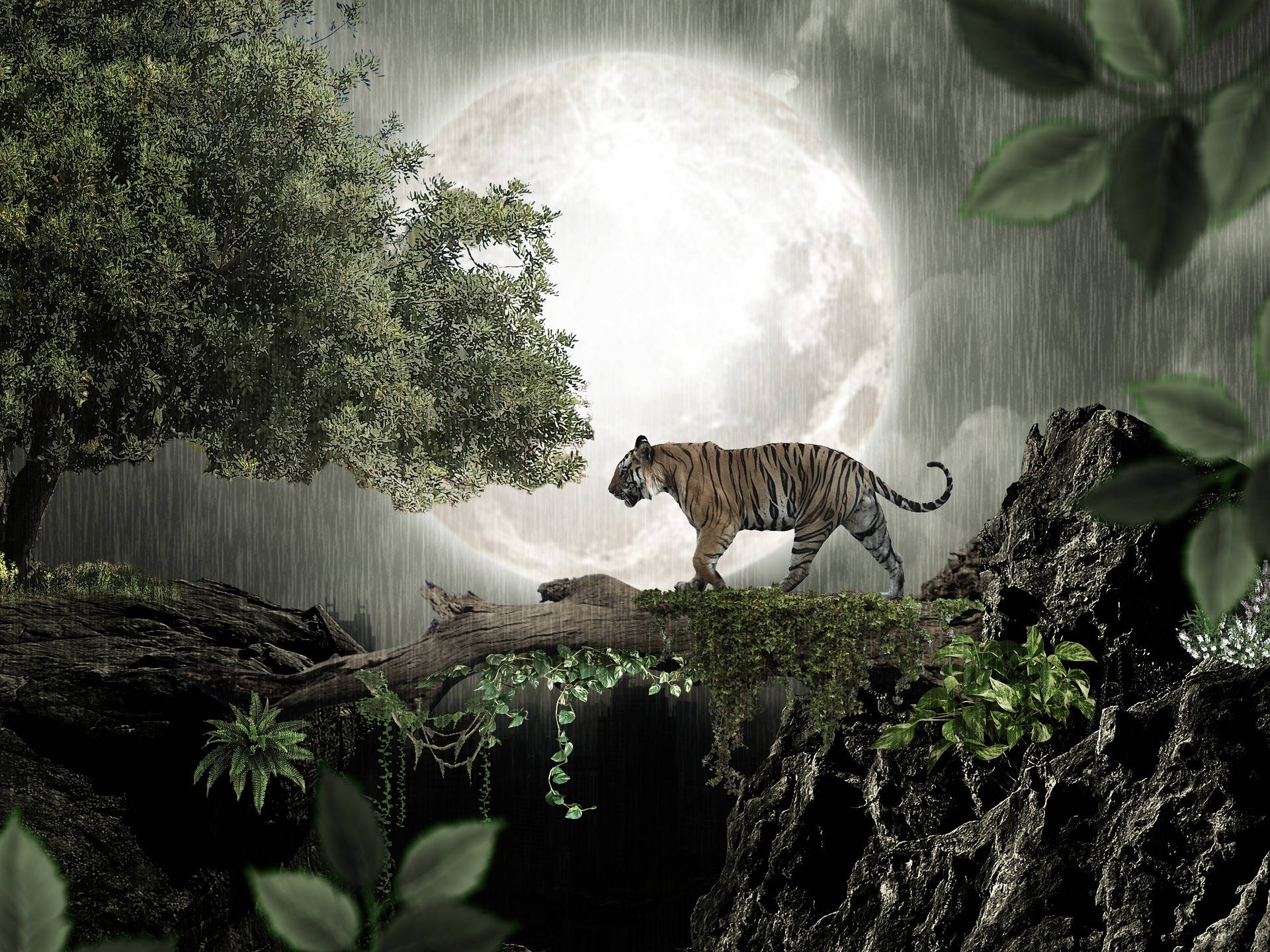 harimau 桌布 壁紙 — 在茂密的叢林中，一隻老虎在暴雨中走過長滿苔蘚的木頭，頭頂是巨大的月光天空。