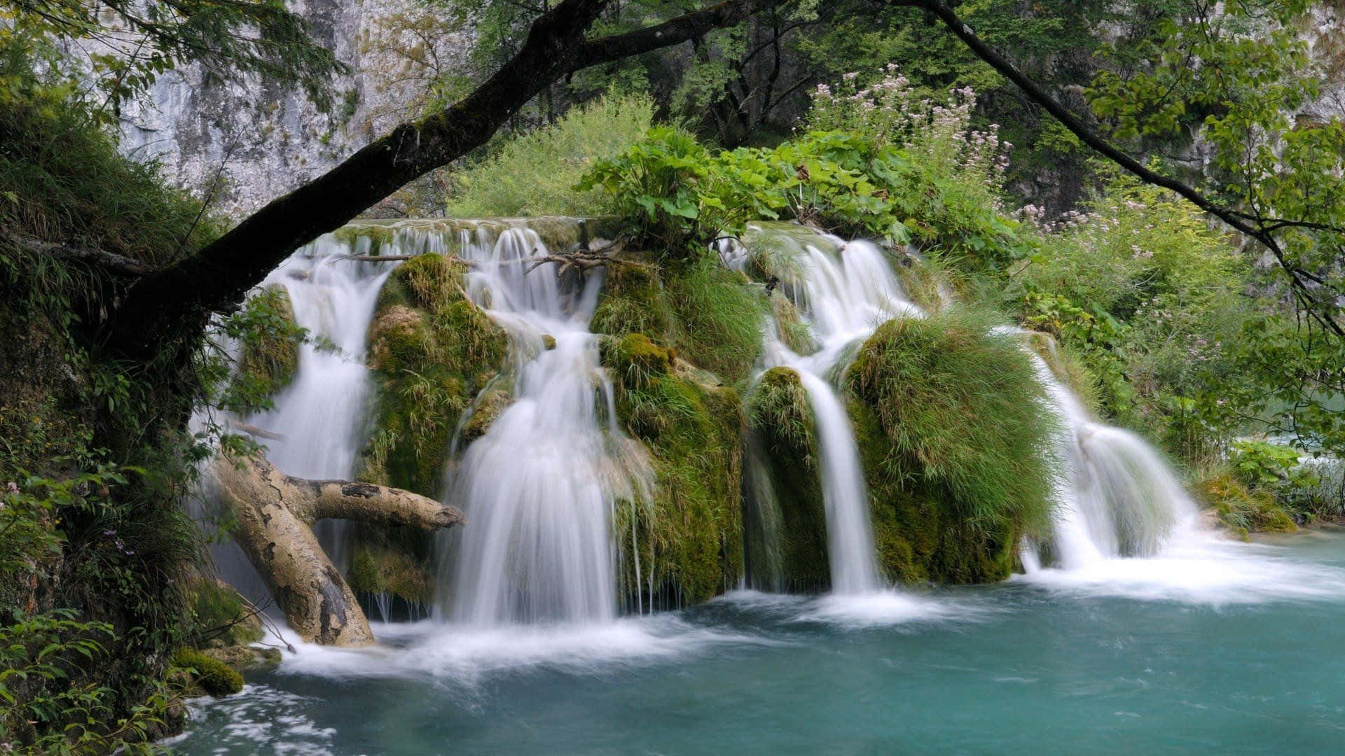Waterfalls 桌布 壁紙 — 在茂密綠樹的樹冠下，一道寧靜的碧綠水流流過長滿苔蘚的岩石。