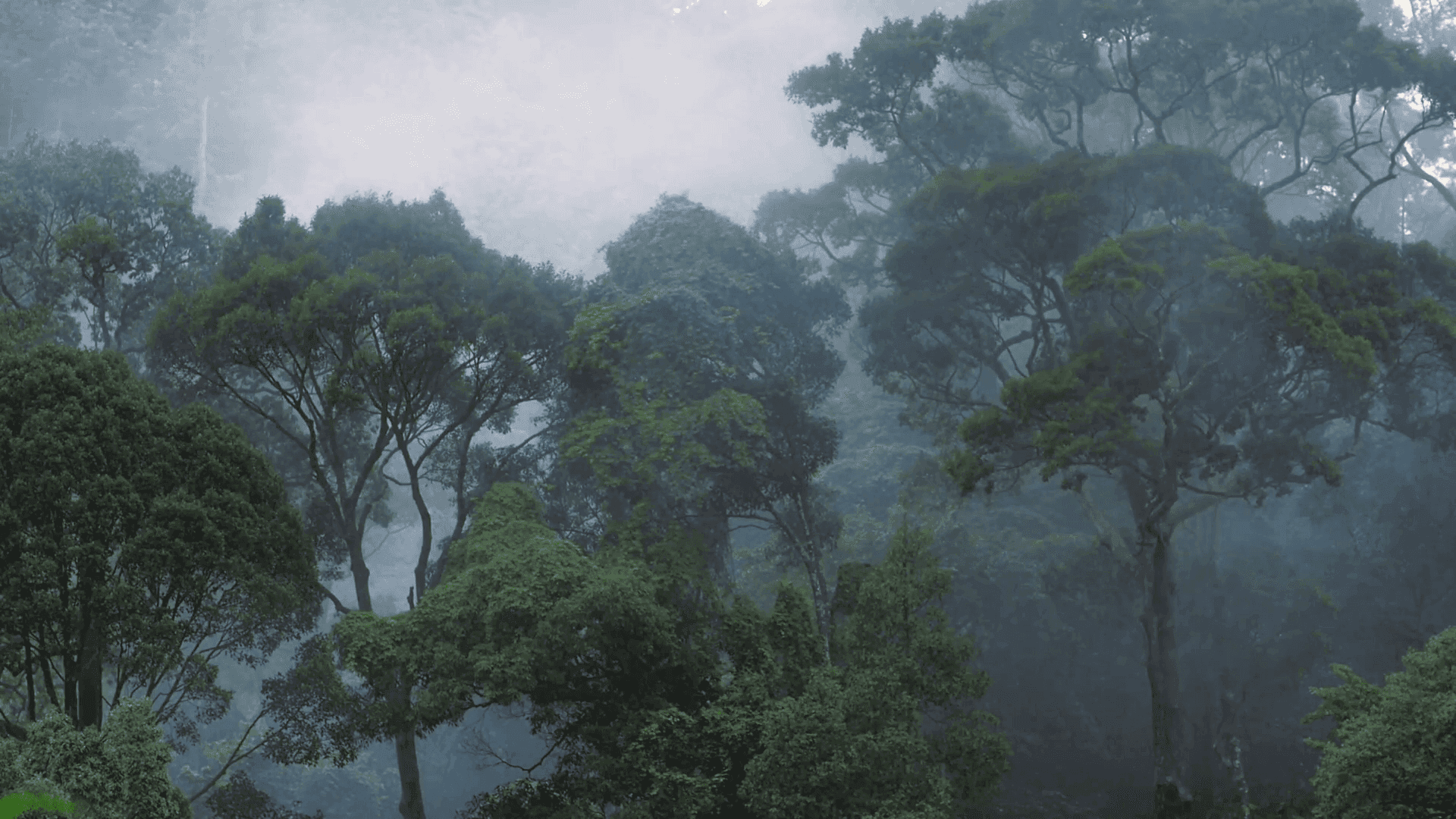 在茂密雨林中享受寧靜漫步 壁紙