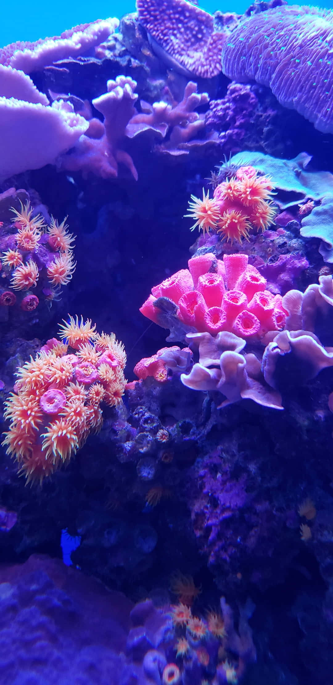 Aquatic 桌布 壁紙 — 在藍色水族箱燈光下發出光芒的粉紅色和橙色海葵，構成充滿活力的珊瑚礁。