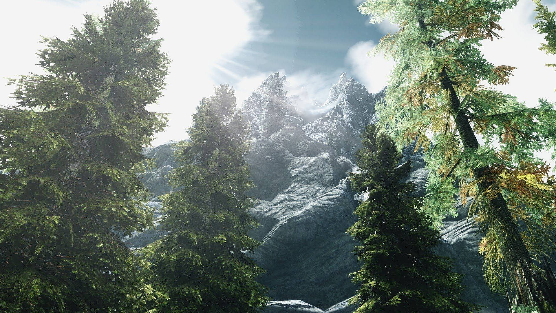 透過常綠樹林看到的雪山，陽光穿透樹林照射進來。