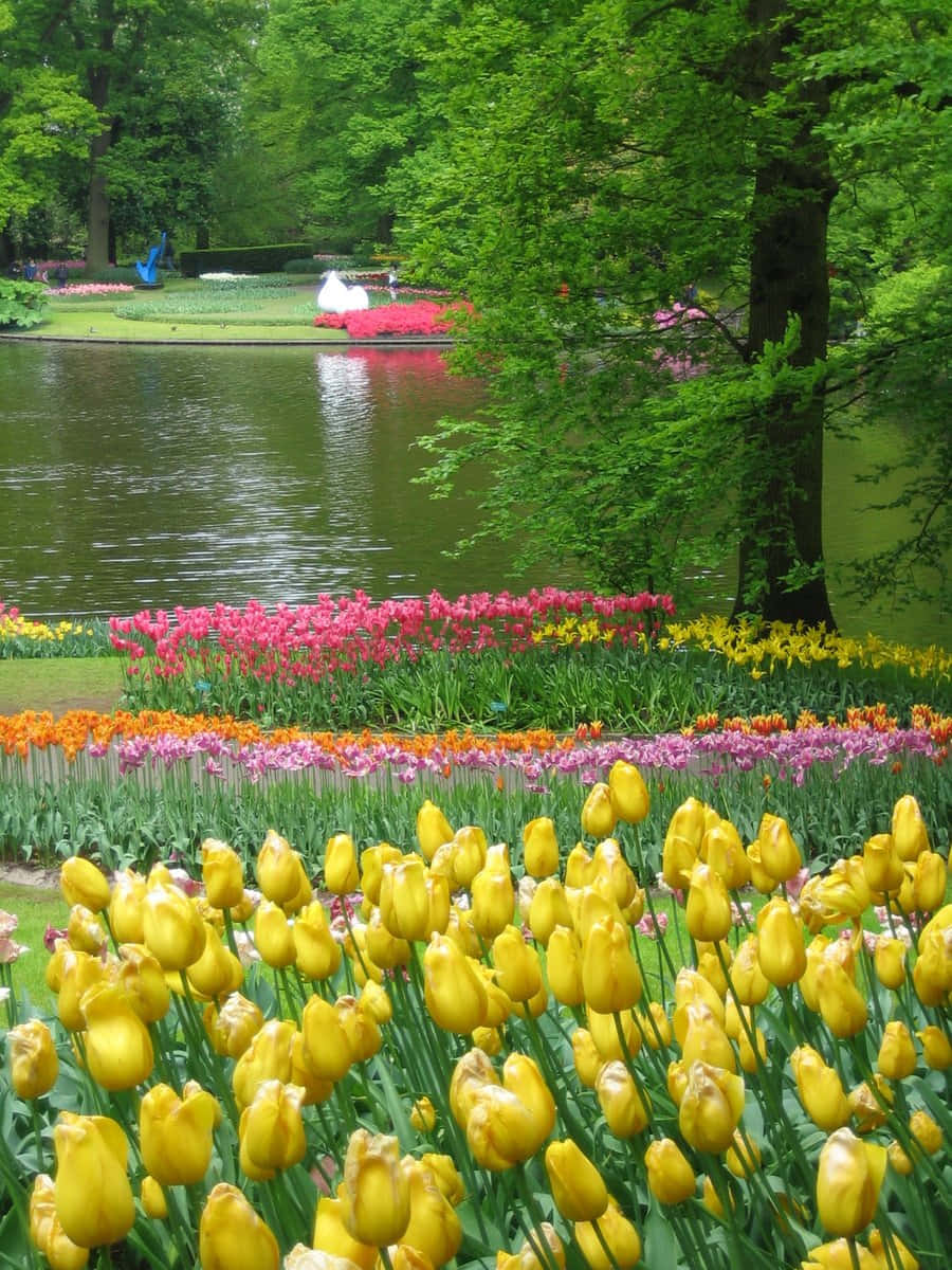 色彩繽紛的鬱金香花園，有池塘和樹木（春季）。