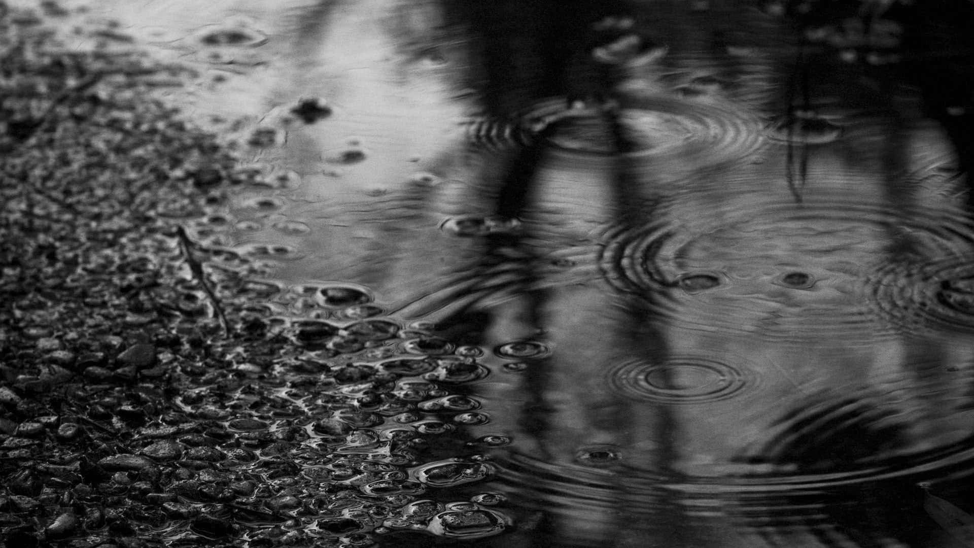 雨滴在濕路面上泛起漣漪，以單色反射樹木。