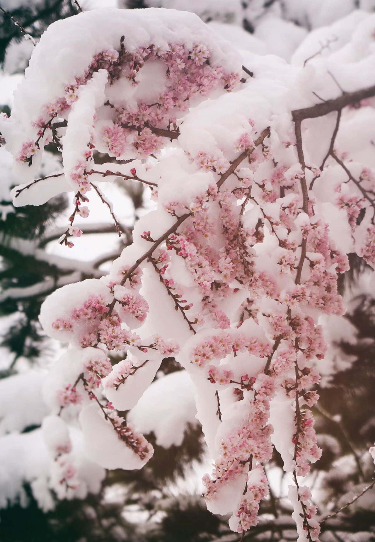 樹枝上被雪覆蓋的粉紅色櫻花