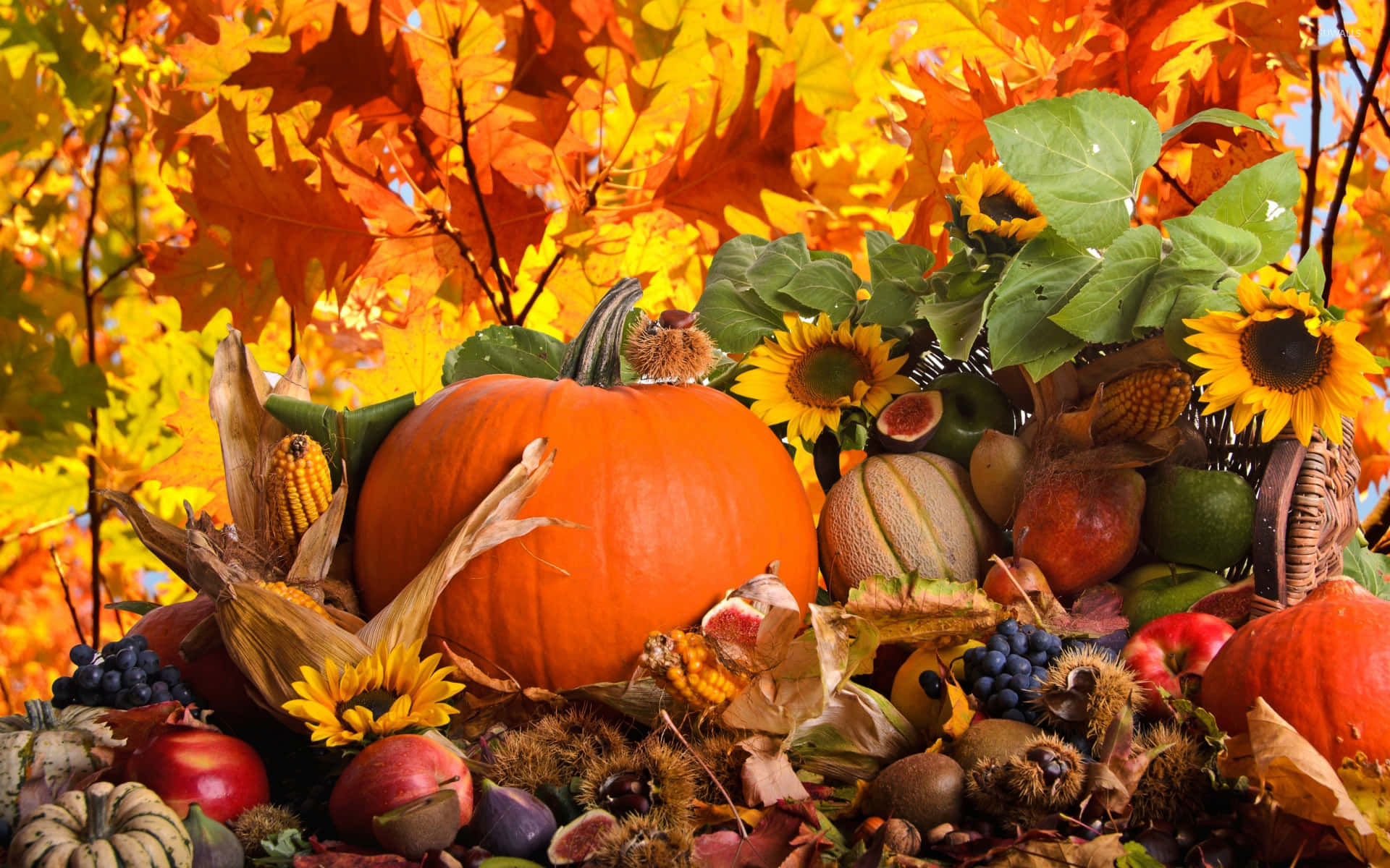 Fall Harvest 桌布 壁紙 — 在金色楓葉下，以南瓜、向日葵和各種水果組成的充滿活力的秋季豐收展示。