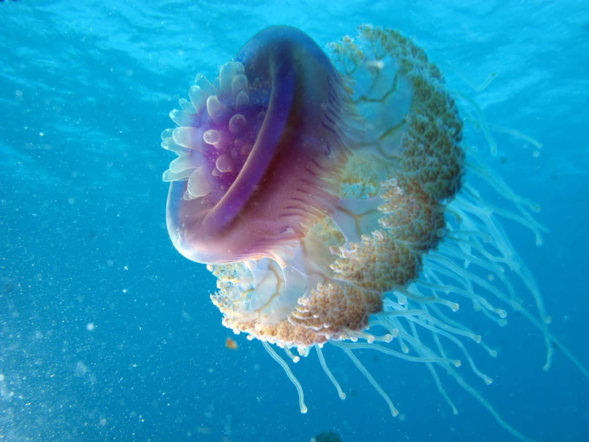在清澈的藍色海水中漂浮的彩色水母。