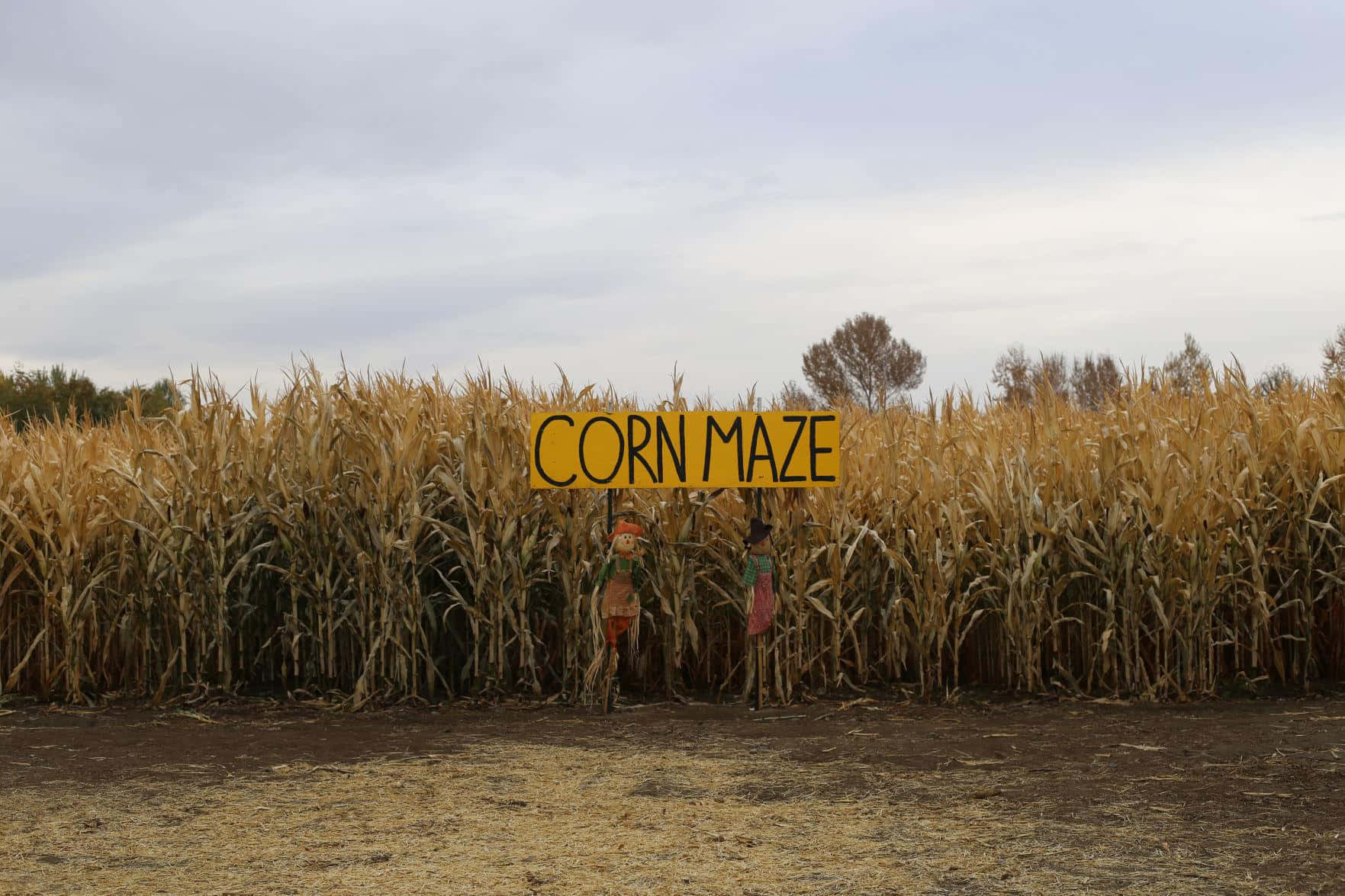 Haunted Corn Mazes 桌布 壁紙 — 在陰天之下，一個以鮮黃色標誌和稻草人標記的質樸玉米迷宮入口。