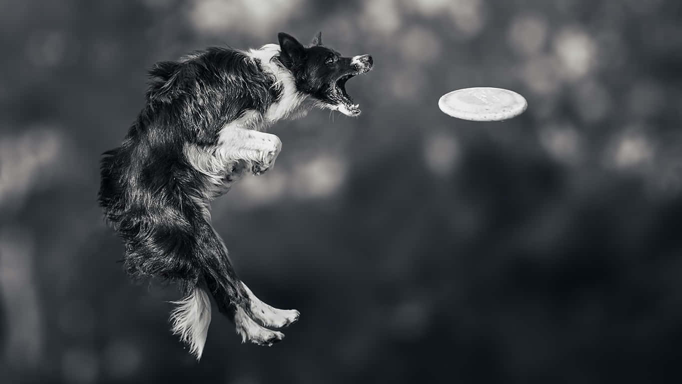 在陽光下享受飛盤遊戲 壁紙 — 一隻黑白邊境牧羊犬張開嘴巴在半空中跳躍追逐飛盤，背景是模糊的戶外環境。