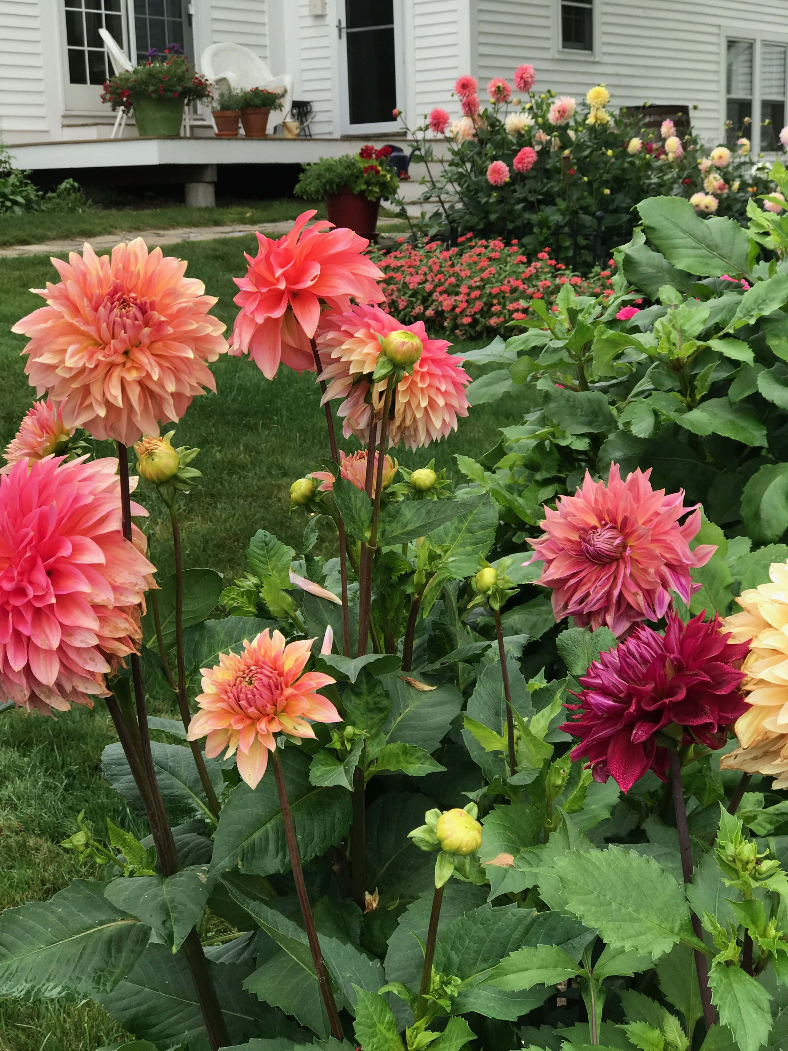 在陽光下盛開的鮮豔 Dahlia 花 壁紙 — 在白色房屋門廊旁的陽光花園中，鮮豔的珊瑚色和粉紅色大麗花與茂盛的綠葉一起綻放。