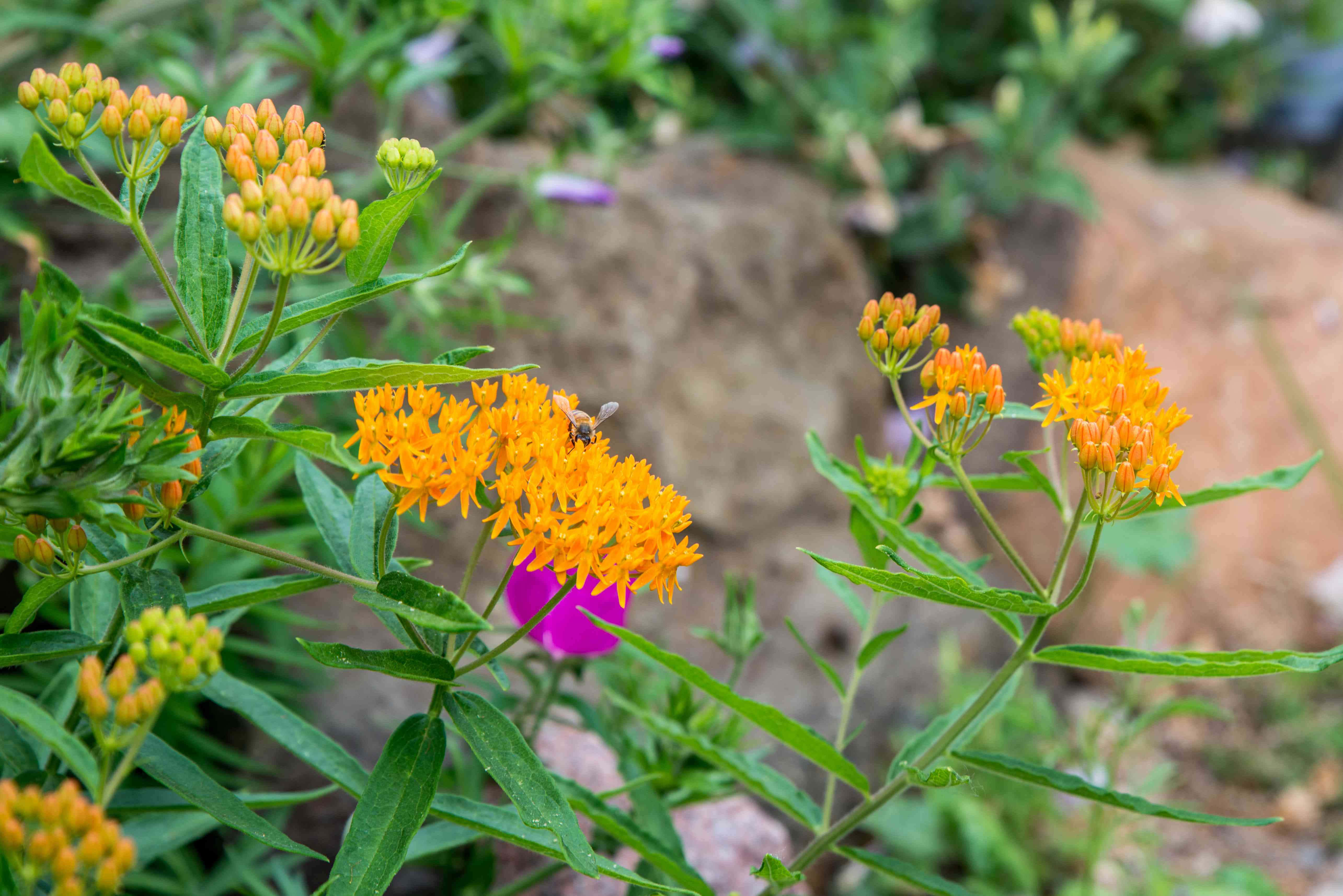 Butterfly Weed 桌布 壁紙 — 在陽光明媚的花園中，一隻蜜蜂正在為鮮豔的橙色馬利筋花授粉，周圍有茂盛的綠葉和些許紫色花朵。