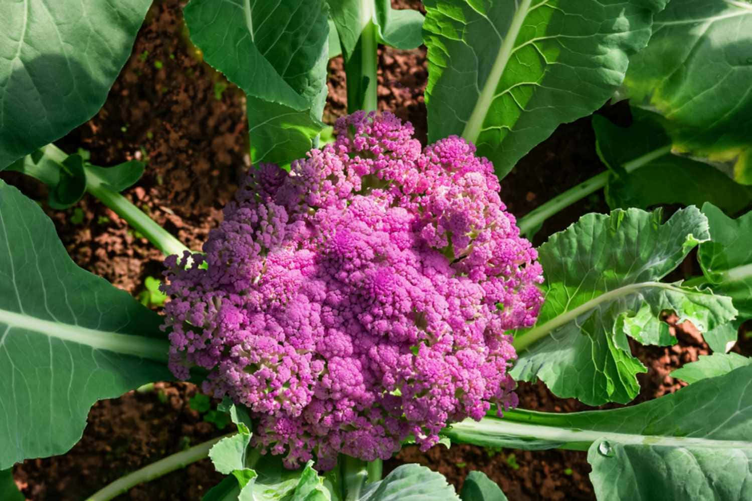Purple Cauliflower 桌布 壁紙 — 在陽光明媚的花園苗床中，一棵充滿活力的紫色椰菜花在茂盛的綠葉間綻放。