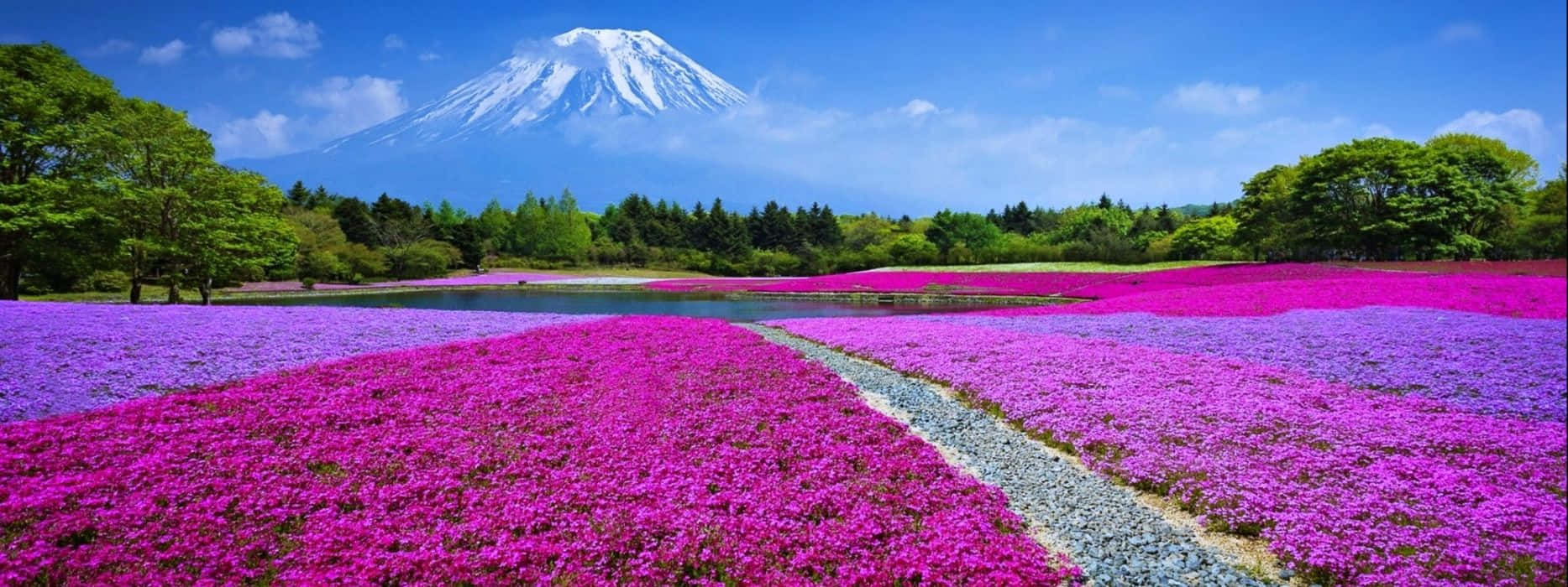 充滿活力的粉紅色和紫色花田通向遠方有富士山的湖泊。