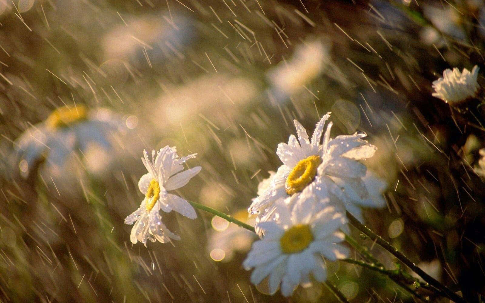 白色雛菊帶黃色花心，在田野中閃爍著雨滴。