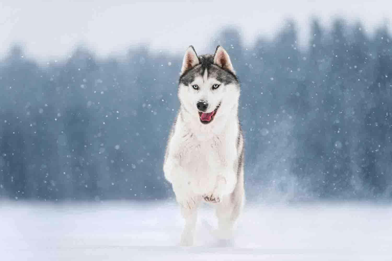 一隻哈士奇狗在雪中奔跑，藍眼睛，張開嘴。