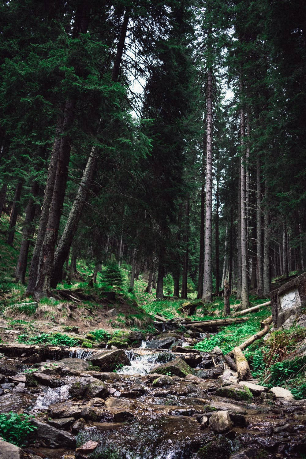 Romania 桌布 壁紙 — 在霧氣瀰漫的樹林中，一條寧靜的森林溪流在長滿苔蘚的岩石上流淌，高聳的常青樹矗立其間。