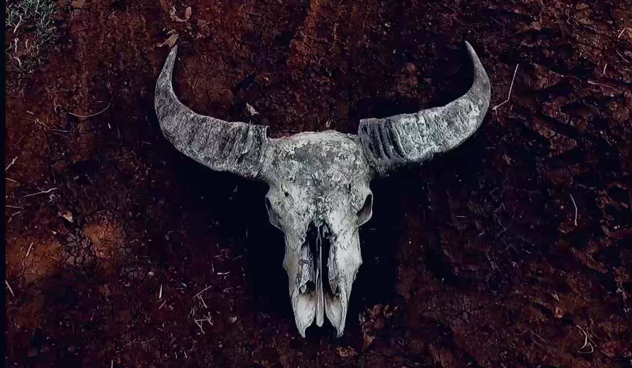 風化的公牛頭骨，帶有巨大的彎曲角，嵌入黑暗的裂土中。