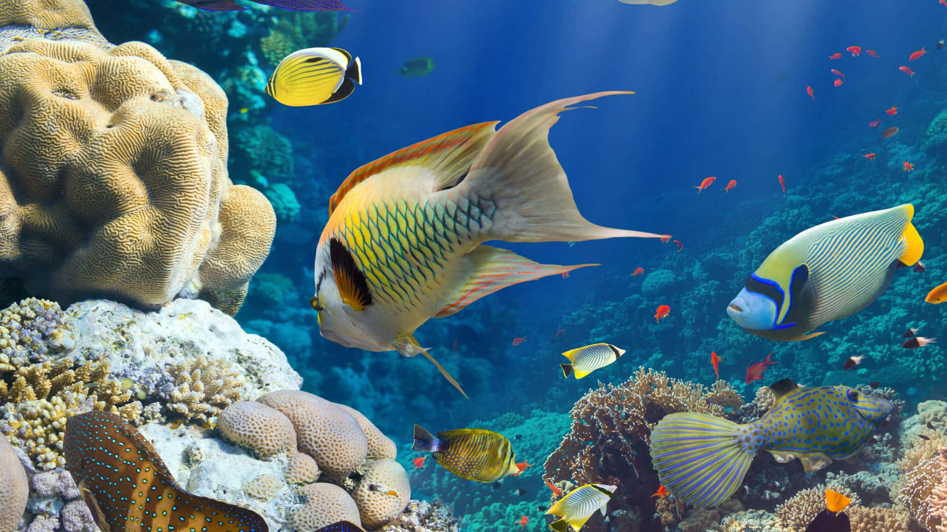 色彩繽紛的熱帶魚在清澈湛藍的海水中穿梭於珊瑚礁之間。