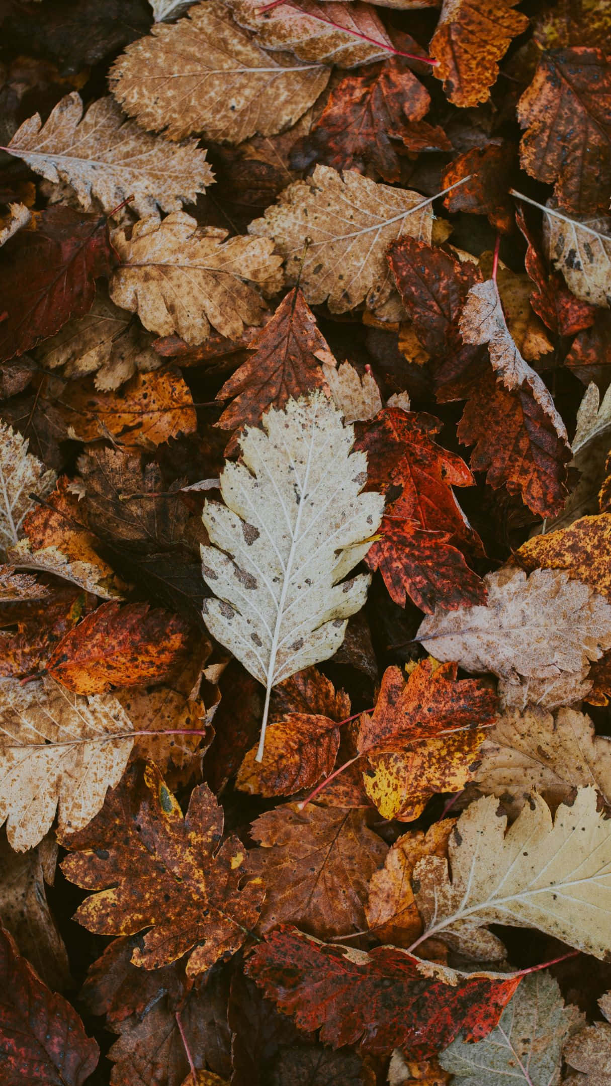 地球日出，壯麗無敵 壁紙 — 秋天樹葉的特寫，以豐富的紅色、棕色和黃色散落在地上，其中一片蒼白的葉子脫穎而出。