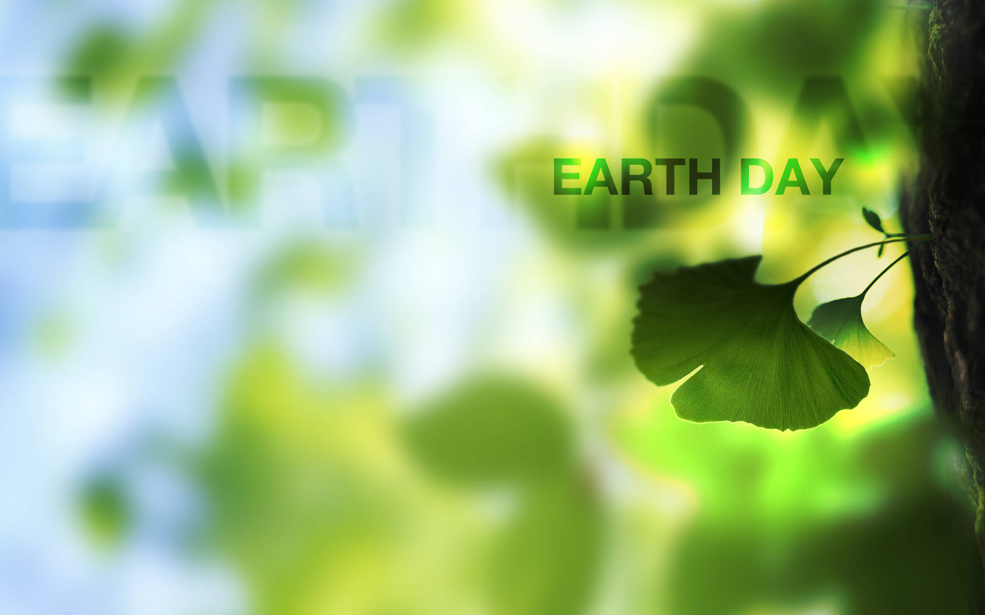 自然背景中帶有Earth Day文字的樹上的綠色銀杏葉。