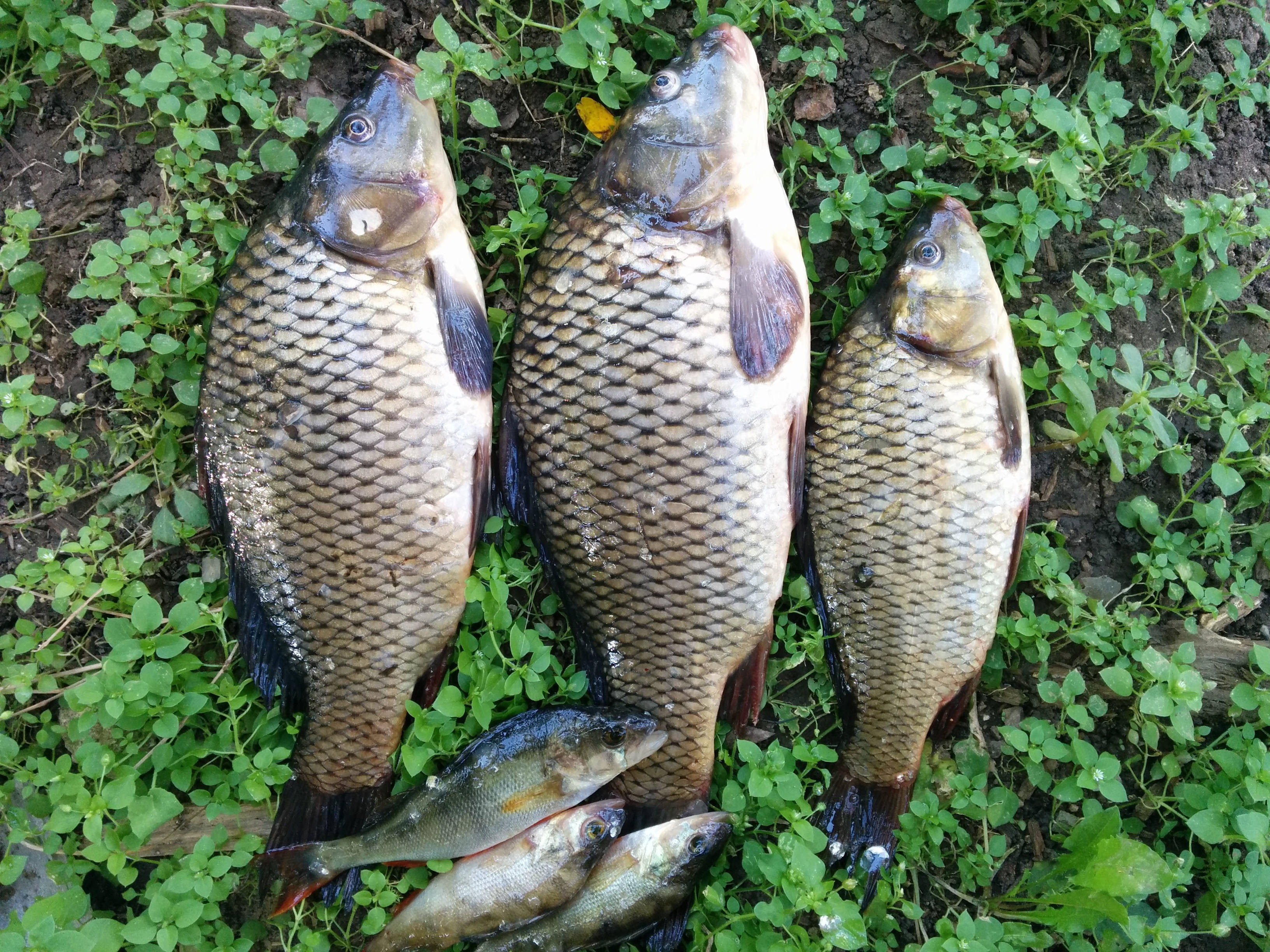 地面的鯉魚群 壁紙 — 三條大鯉魚和兩條小魚在潮濕的泥土上休息，周圍是充滿活力的綠色三葉草。