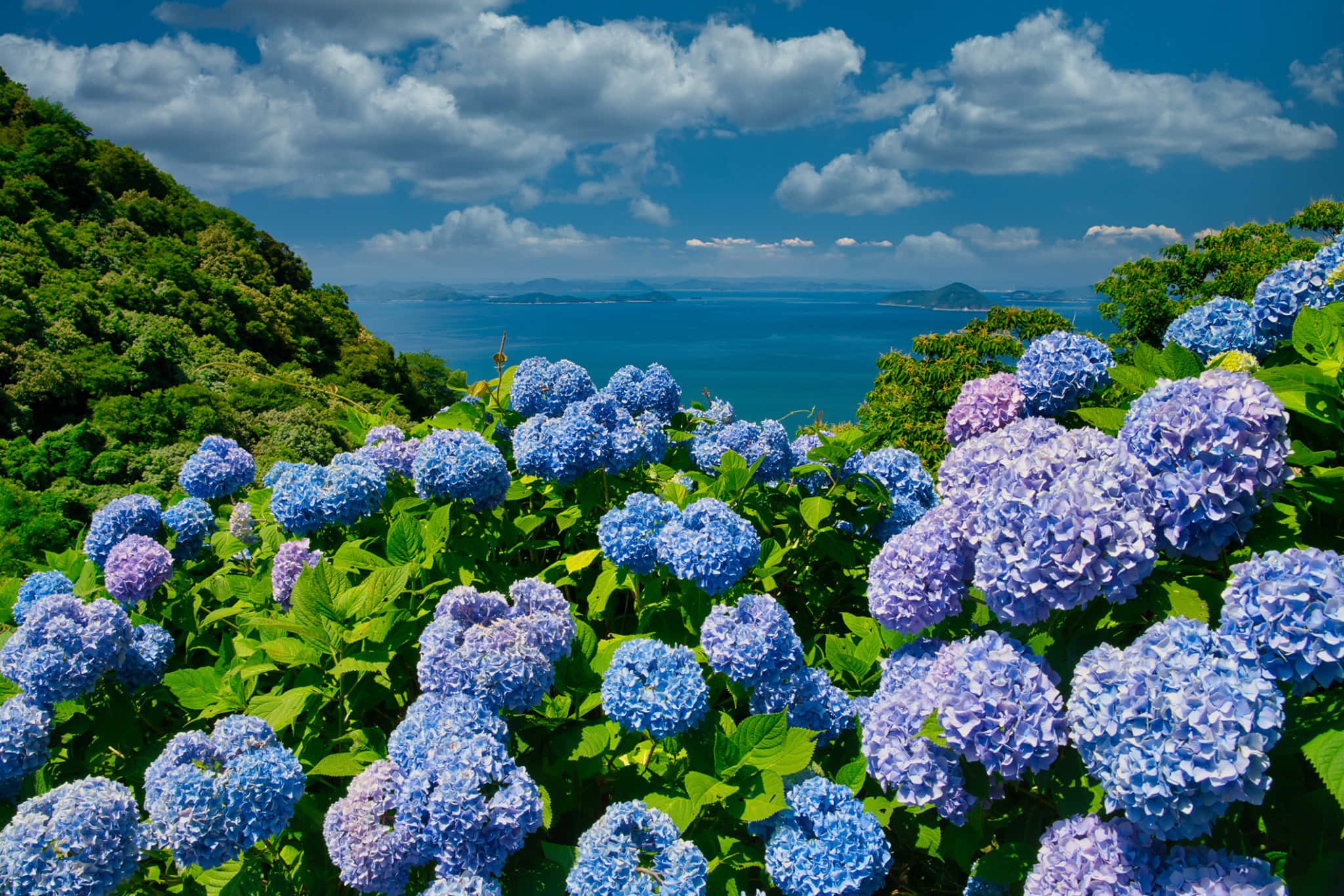 地面精緻藍色花卉圖案，環繞自然景觀 壁紙 — 鮮豔的藍色和紫色繡球花在俯瞰廣闊海洋的山坡上茂盛綻放，天空湛藍，白雲蓬鬆。