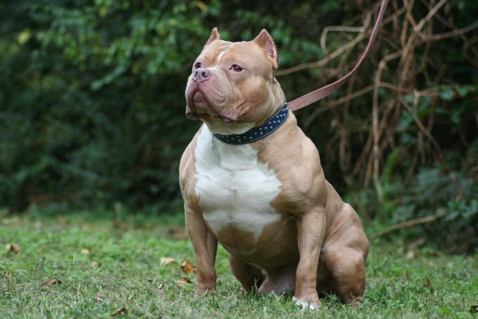肌肉發達的棕褐色和白色比特犬坐在草地上，戴著鉚釘項圈和牽繩。