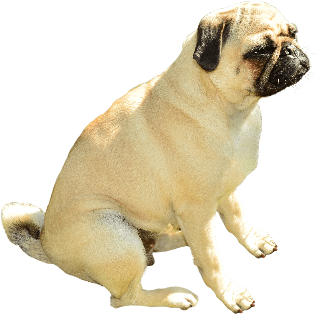 坐著嘅八哥犬透明背景 壁紙