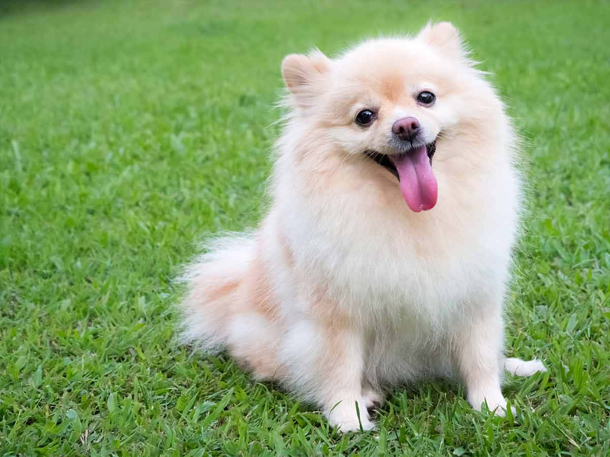 毛茸茸的奶油色博美犬坐在綠色草地上，伸出舌頭。