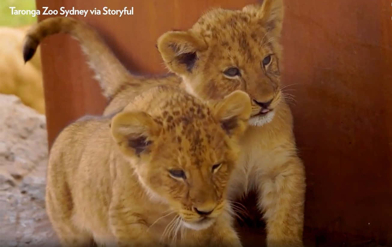 兩隻獅子幼崽喺塔龍加動物園嘅木結構附近互相依偎。