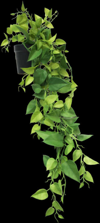 垂墜綠植懸掛盆栽 壁紙 — 茂盛的綠色心形葉藤蔓從黑色花盆中優雅地垂下，襯托在純黑背景上。