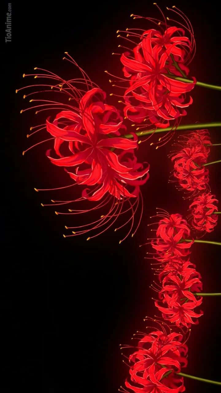 在黑色背景上發光的紅色蜘蛛百合，帶有長絲狀物。 — 花 壁紙
